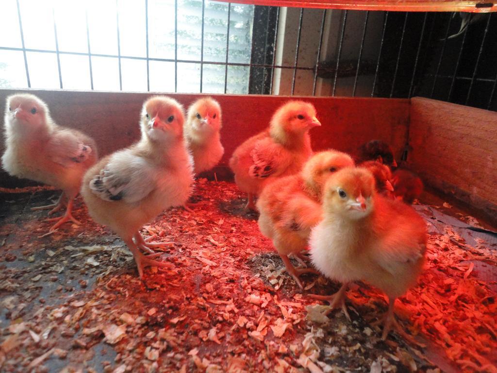 Willow Court Farm The Lodge & Petting Farm, 8 Mins From Legoland & Windsor, 15 Mins From Lapland Uk Exterior foto