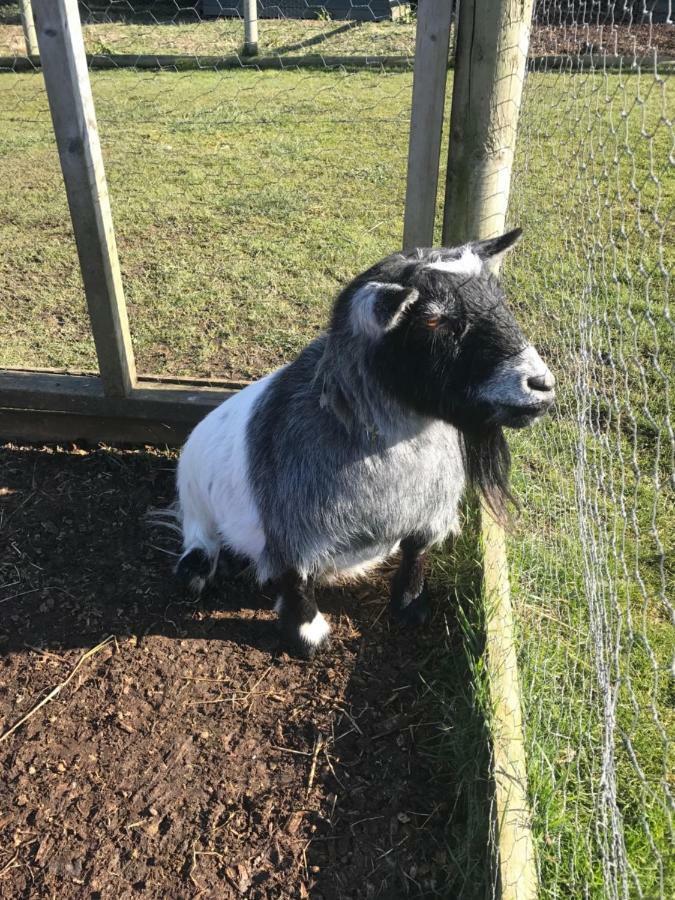 Willow Court Farm The Lodge & Petting Farm, 8 Mins From Legoland & Windsor, 15 Mins From Lapland Uk Exterior foto